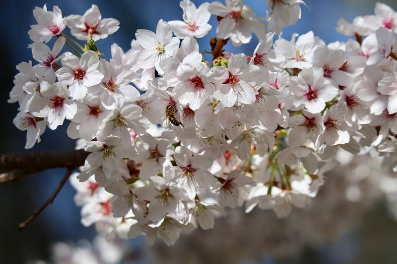 Blossom Displays
