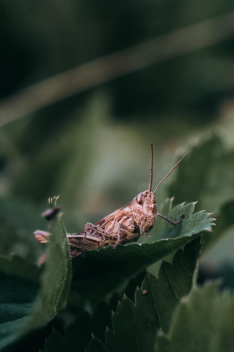 Nature-Inspired Art